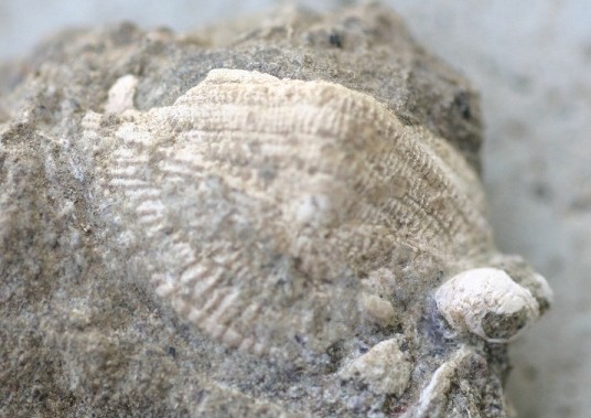 f:id:Naturalhistory:20100821172457j:image