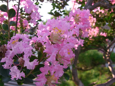f:id:Naturalhistory:20100823170219j:image