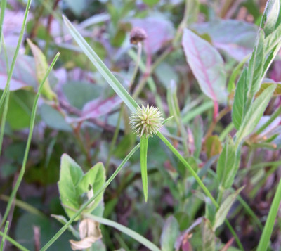 f:id:Naturalhistory:20100823170626j:image