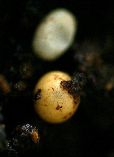 f:id:Naturalhistory:20100824130051j:image