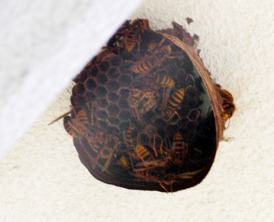 f:id:Naturalhistory:20100828170027j:image