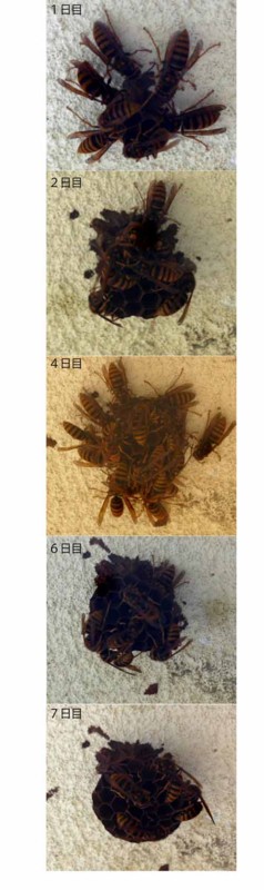 f:id:Naturalhistory:20100828170117j:image