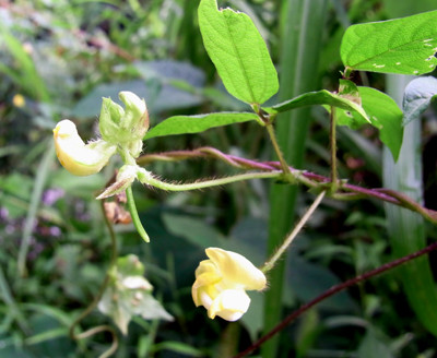 f:id:Naturalhistory:20100901082338j:image