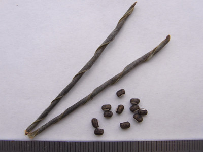 f:id:Naturalhistory:20100903171329j:image