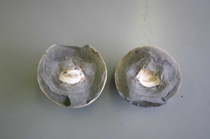 f:id:Naturalhistory:20100911161606j:image