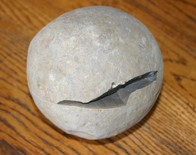 f:id:Naturalhistory:20100911161658j:image