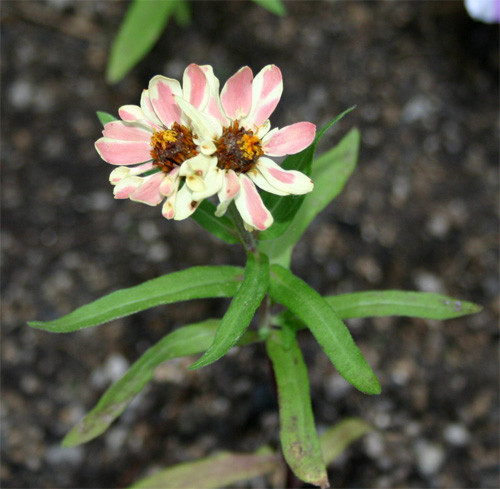 f:id:Naturalhistory:20100922125930j:image f:id:Naturalhistory:20100922125930j:image