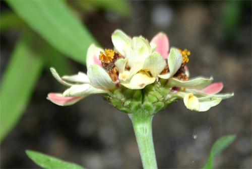 f:id:Naturalhistory:20100922130002j:image f:id:Naturalhistory:20100922130002j:image