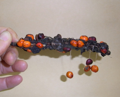 f:id:Naturalhistory:20101005181044j:image f:id:Naturalhistory:20101005181044j:image