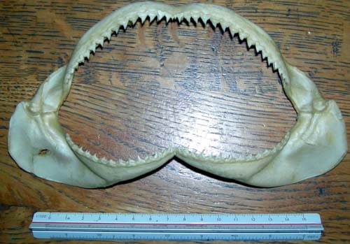 f:id:Naturalhistory:20101006084819j:image