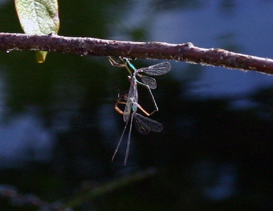 f:id:Naturalhistory:20101013124100j:image