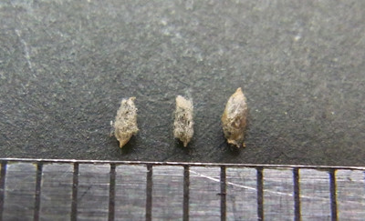 f:id:Naturalhistory:20101016165946j:image