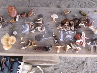 f:id:Naturalhistory:20101017121617j:image