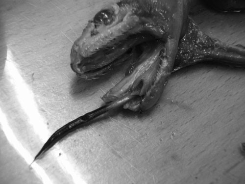 f:id:Naturalhistory:20101021145440j:image