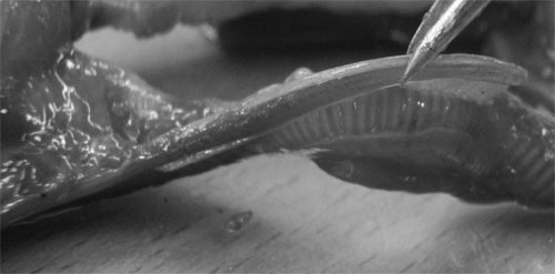 f:id:Naturalhistory:20101021152631j:image