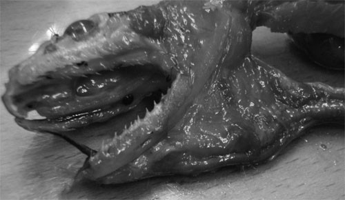 f:id:Naturalhistory:20101021152653j:image