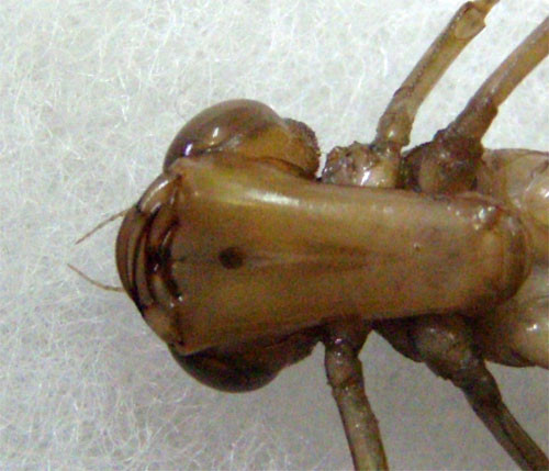 f:id:Naturalhistory:20101026171549j:image