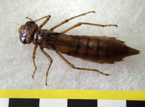 f:id:Naturalhistory:20101026171816j:image