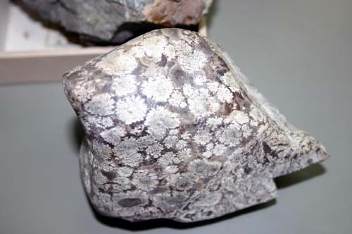 f:id:Naturalhistory:20101030111511j:image