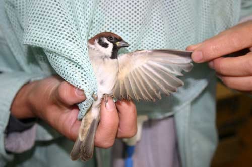 f:id:Naturalhistory:20101031100558j:image