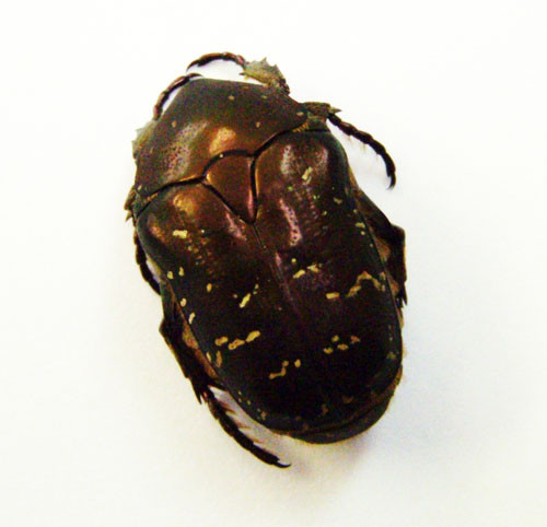 f:id:Naturalhistory:20101107130348j:image