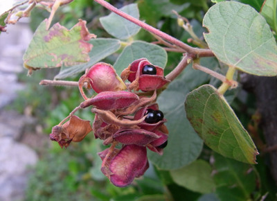 f:id:Naturalhistory:20101112085633j:image