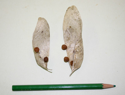 f:id:Naturalhistory:20101114165504j:image