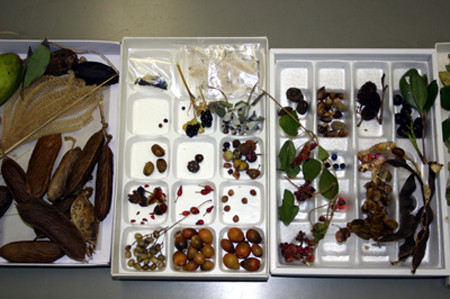 f:id:Naturalhistory:20101114171755j:image