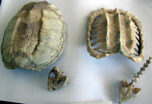 f:id:Naturalhistory:20101130140900j:image