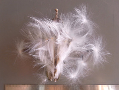 f:id:Naturalhistory:20101201094656j:image