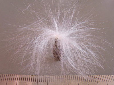 f:id:Naturalhistory:20101201094811j:image