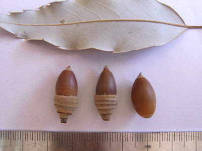 f:id:Naturalhistory:20101201103532j:image