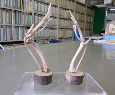 f:id:Naturalhistory:20101205160106j:image