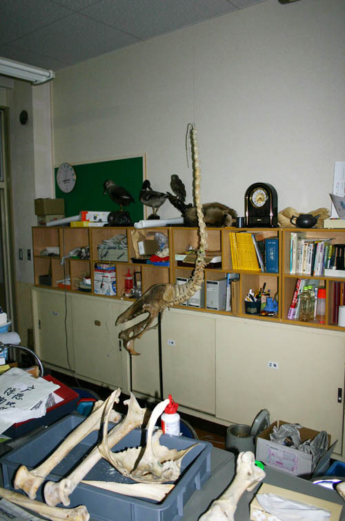 f:id:Naturalhistory:20101214165917j:image