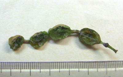f:id:Naturalhistory:20101216153447j:image