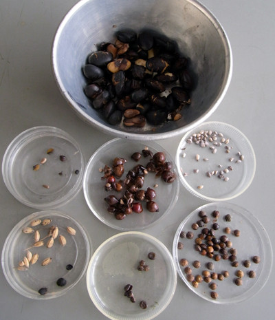 f:id:Naturalhistory:20101226141104j:image