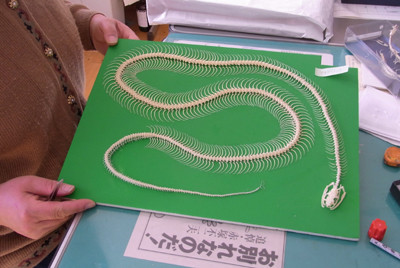 f:id:Naturalhistory:20110203114836j:image