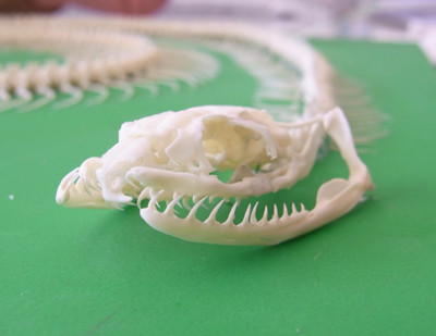 f:id:Naturalhistory:20110203115001j:image