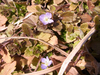 f:id:Naturalhistory:20110221142429j:image