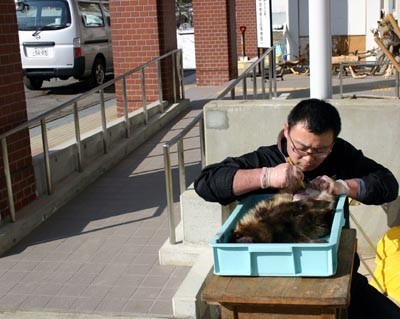 f:id:Naturalhistory:20110223094849j:image