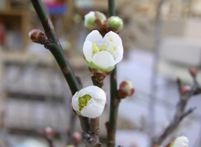 f:id:Naturalhistory:20110301144708j:image