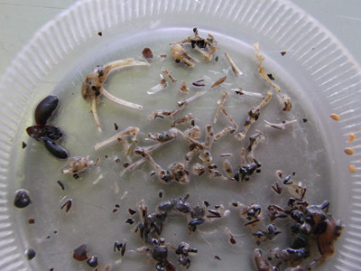 f:id:Naturalhistory:20110302170736j:image