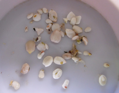 f:id:Naturalhistory:20110302170858j:image