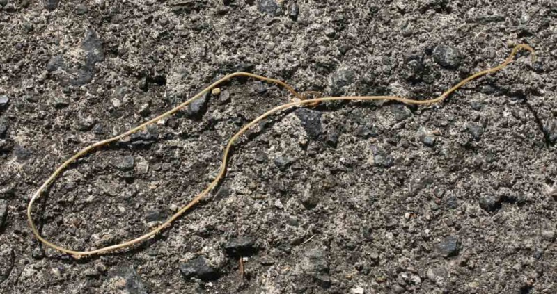 f:id:Naturalhistory:20110303144439j:image