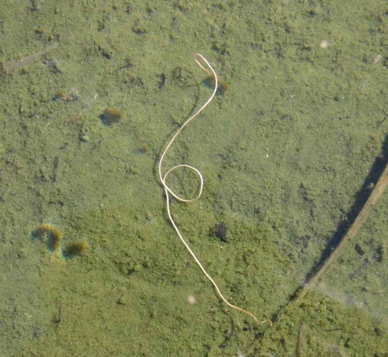 f:id:Naturalhistory:20110303144558j:image