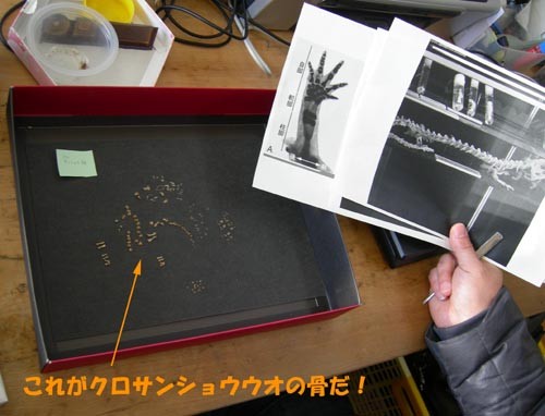 f:id:Naturalhistory:20110305125757j:image