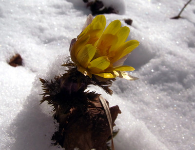 f:id:Naturalhistory:20110310103840j:image