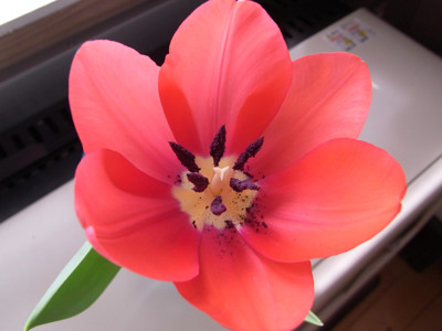 f:id:Naturalhistory:20110311112042j:image