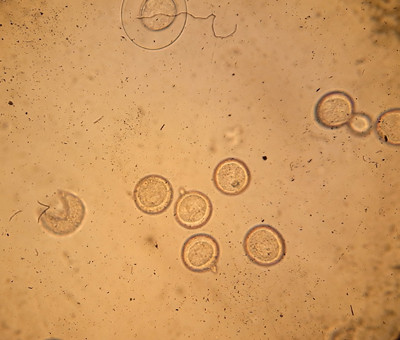 f:id:Naturalhistory:20110312162142j:image