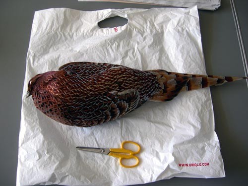 f:id:Naturalhistory:20110313114403j:image